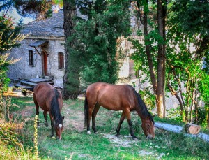 Ξενώνας Βικτώρια - Λουτρά Αμαράντου - Δραστηριότητα: ιππασία