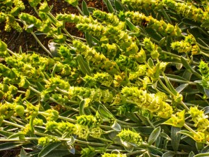 Ξενώνας Βικτώρια - Λουτρά Αμαράντου - Δραστηριότητες: Συλλογή βοτάνων